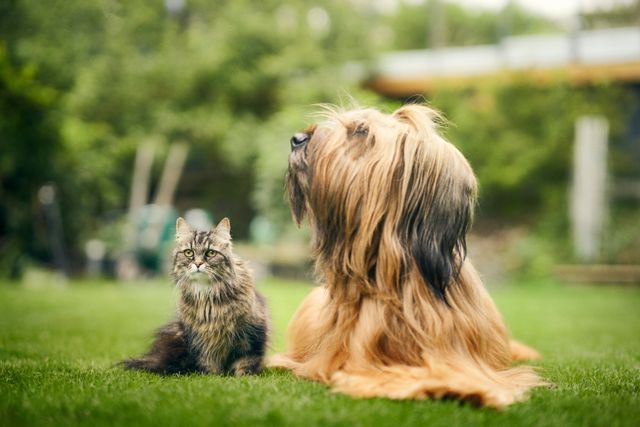 Hund og katt på gressplen