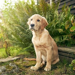 Golden retriever valp ute