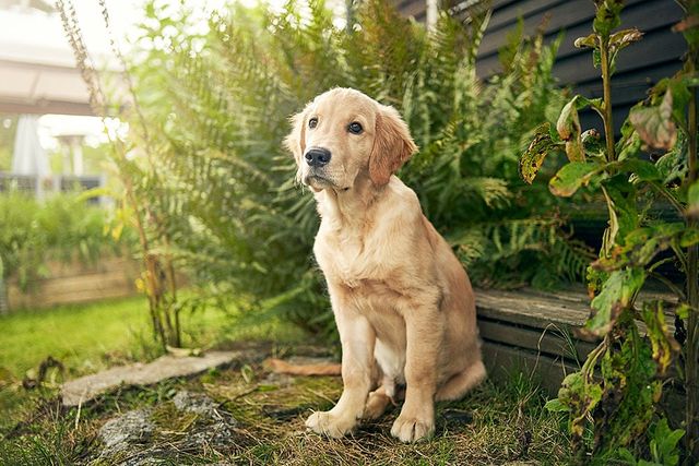 Golden retriever valp