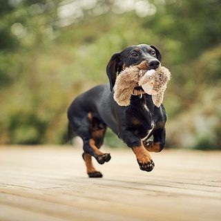Dachshund løper ute med bamse i munnen