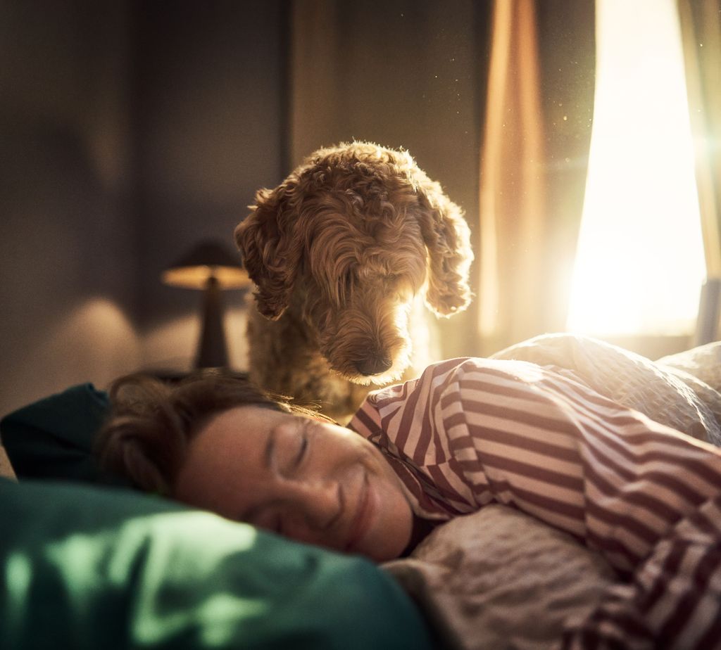 Hund som ser på eieren sin som sover i en seng.