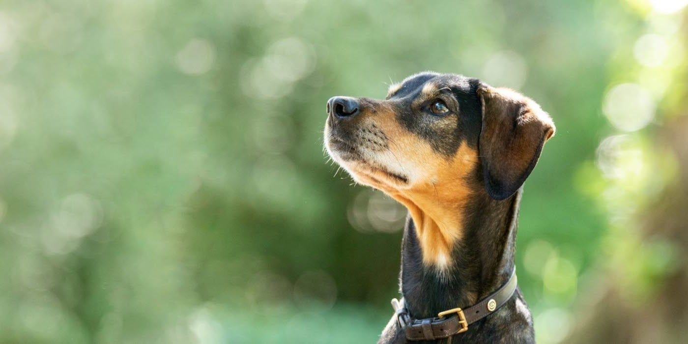 Hund ute i parken om sommeren