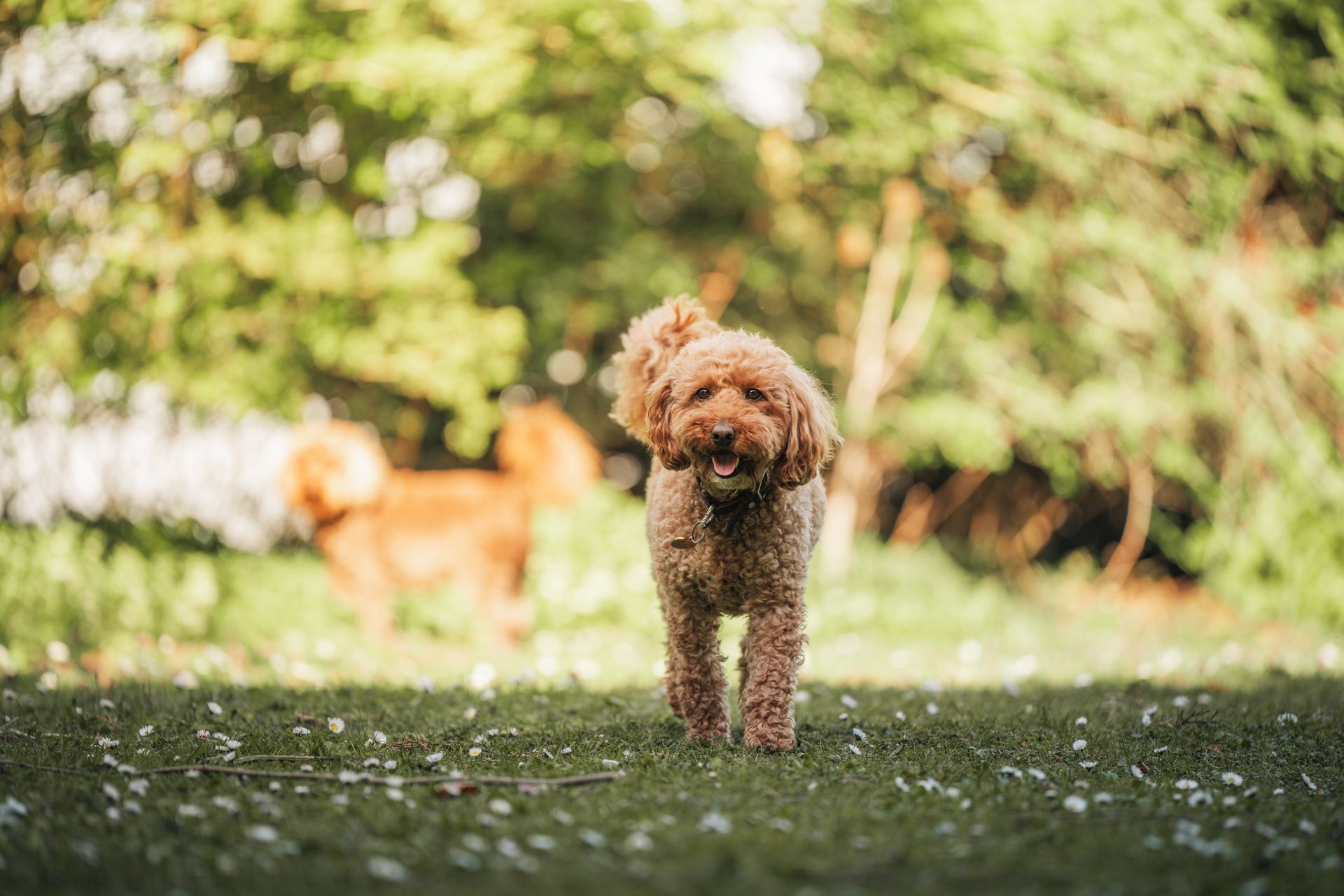 Dog running on a lawn.