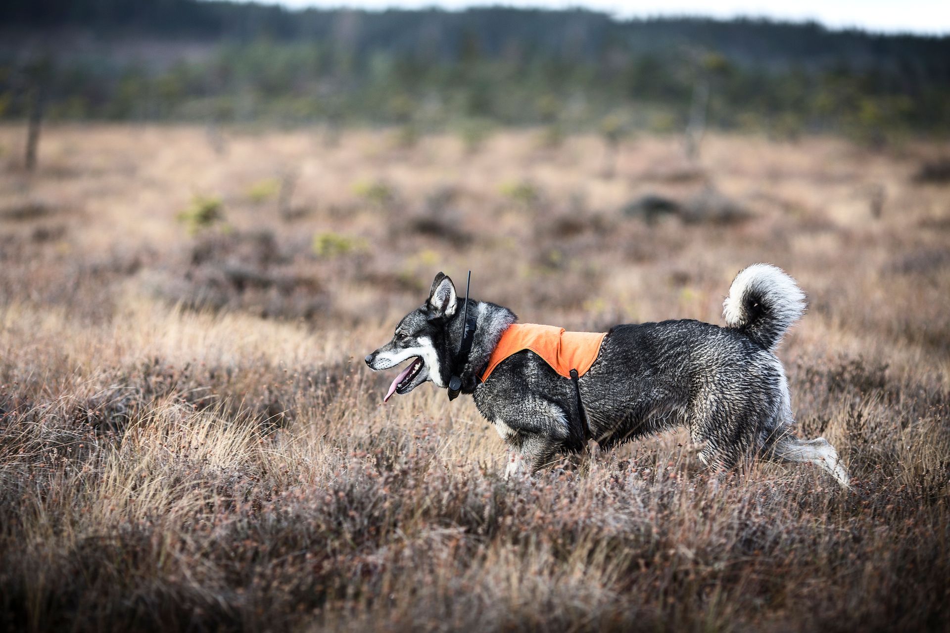 Hund på jakt