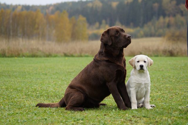 To Labrador retrievere sitter på gress.