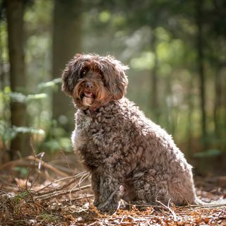 Cockapoo sitter i skogen