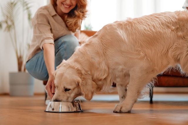 Hund som spiser fra en matskål