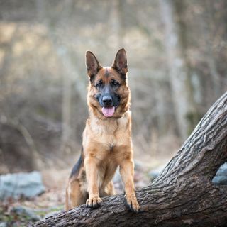 En schäferhund står ute i skogen ved et tre.