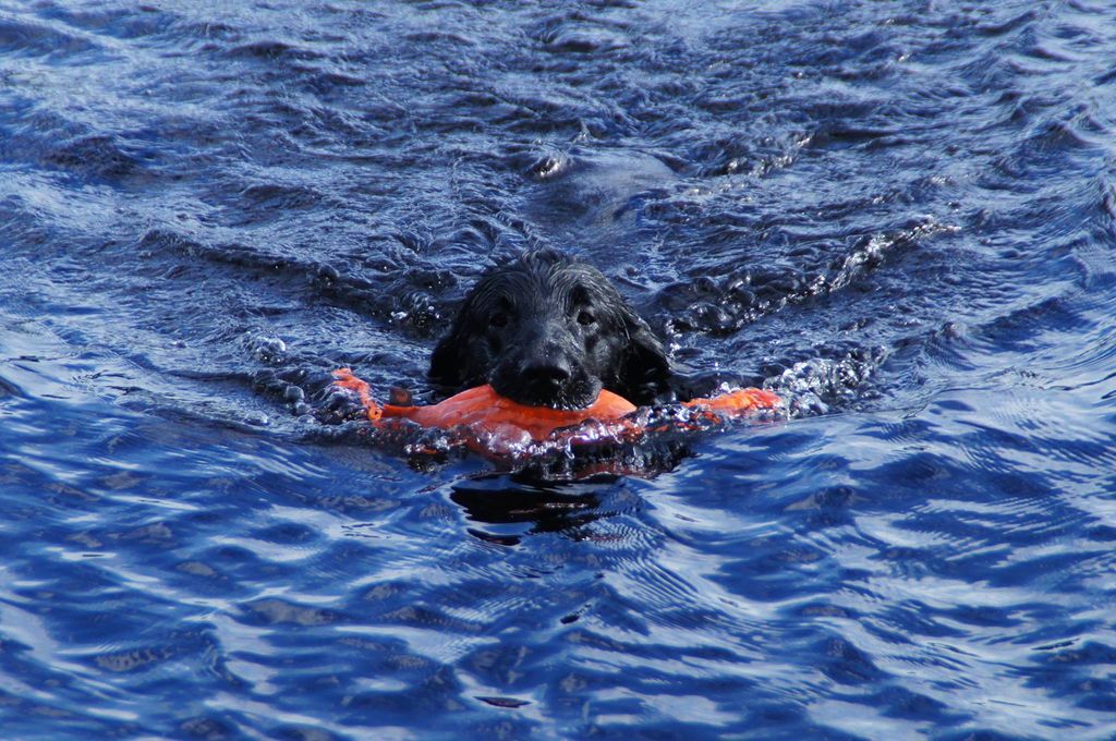 Hund som blir dusjet i en vask