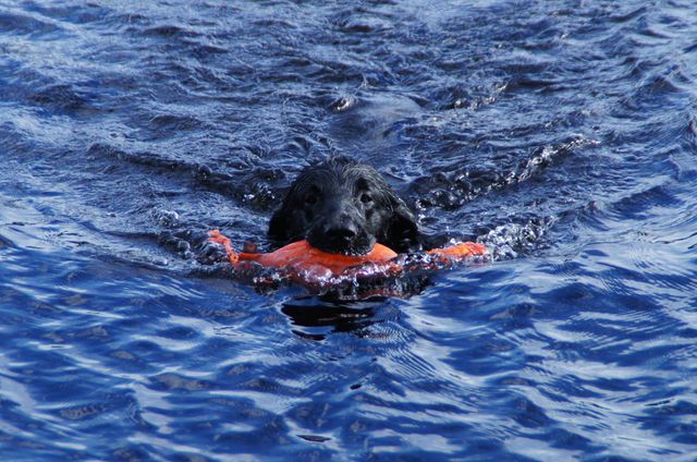 Hund som blir dusjet i en vask