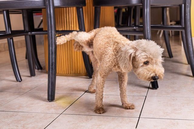hannhund som tisser inne