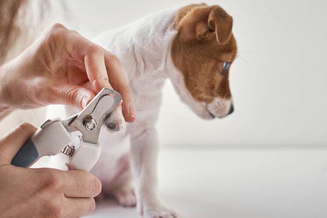Hund får klørne sine klippet