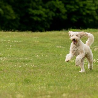 Labradoodle løper glad på en gresslette.