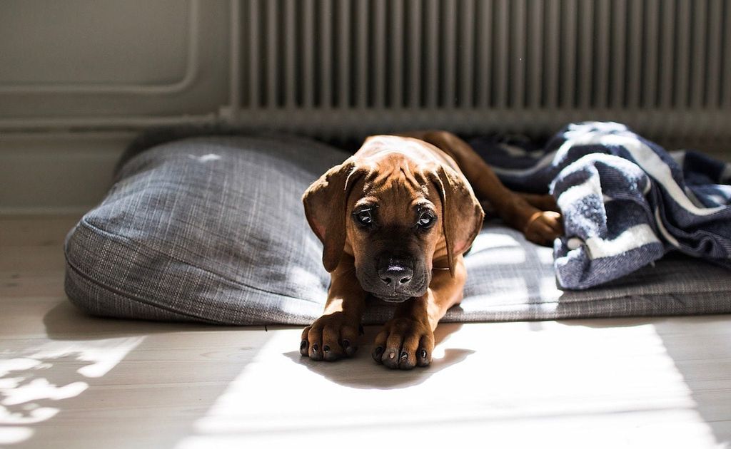 Rhodesian ridgeback valp ligger alene i hundesengen sin