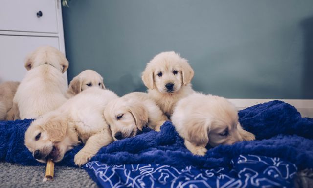 Golden retriever valper