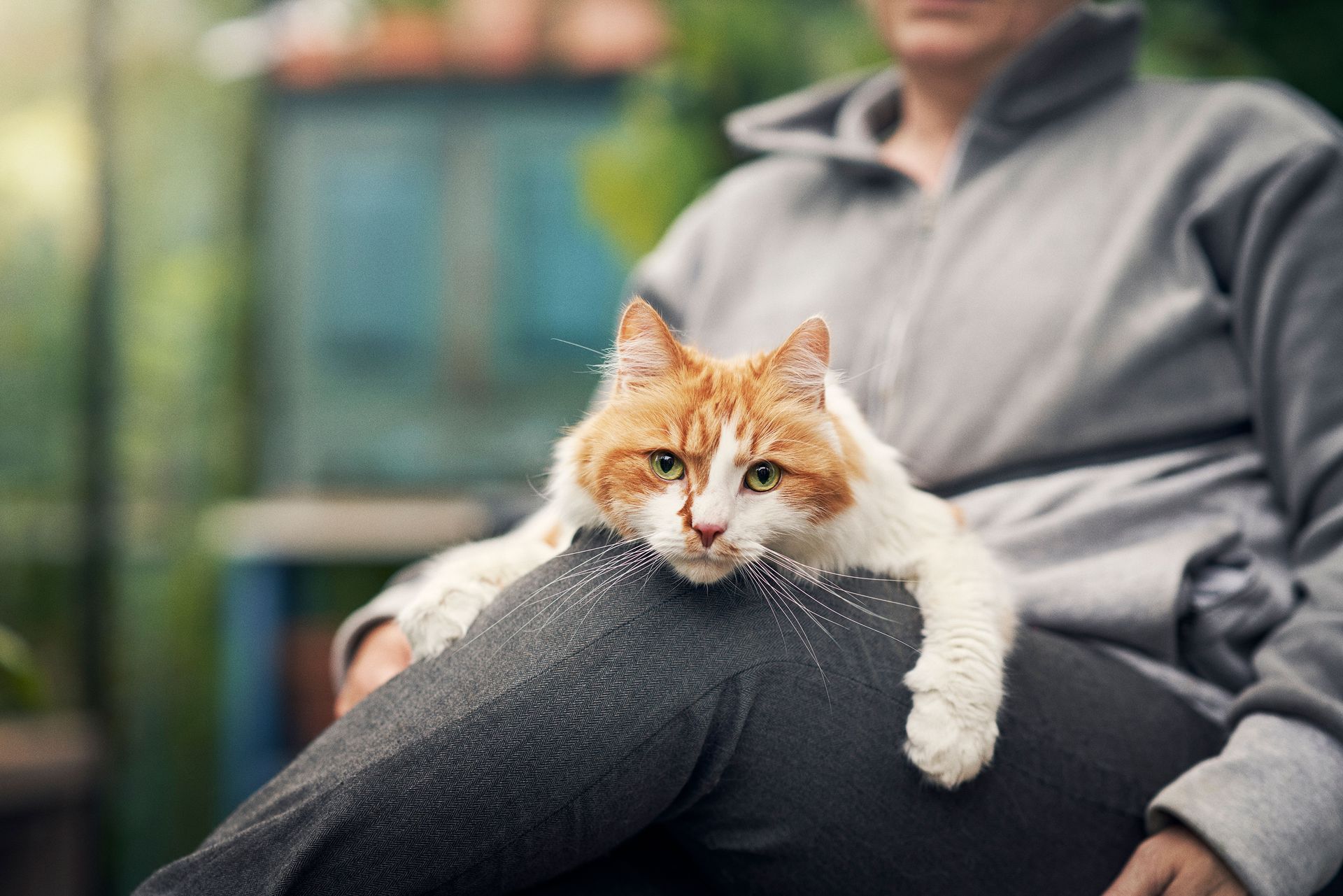 Katt hviler på eierens fang
