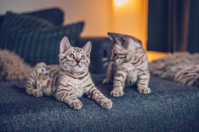 To Bengal-katter som ligger på en sofa