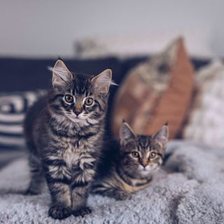 To kattunger sitter på et pledd i sofaen.