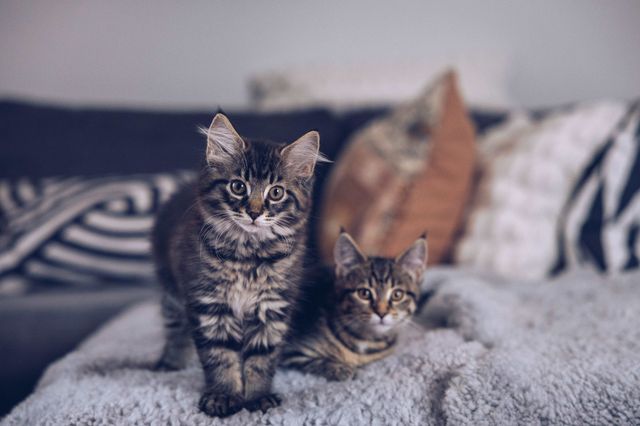 To kattunger slapper av på en sofa