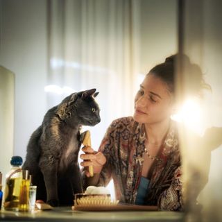 Katt blir børstet av eier.