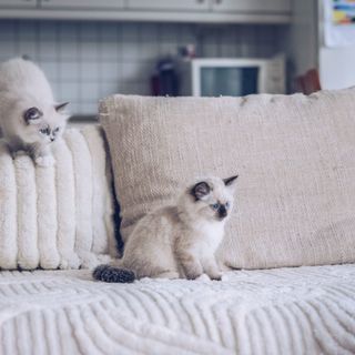 To kattunger leker på sofaen.