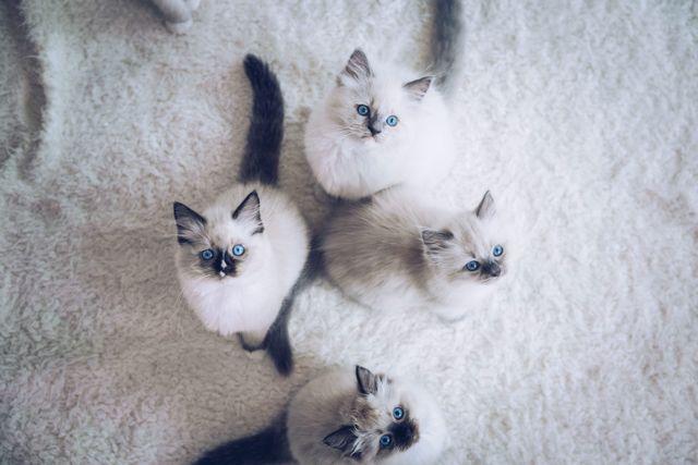 Ragdoll kattunger