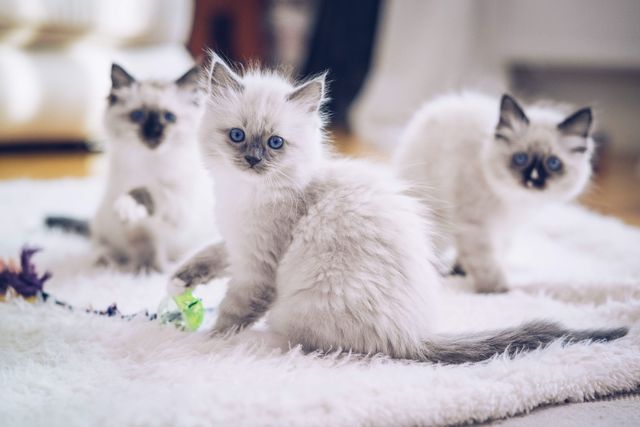 Tre Ragdoll-kattunger.