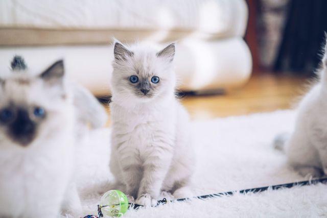 Ragdoll kattunger