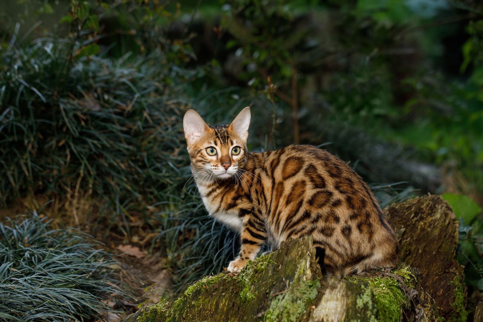 Bengal-katt ute i naturen