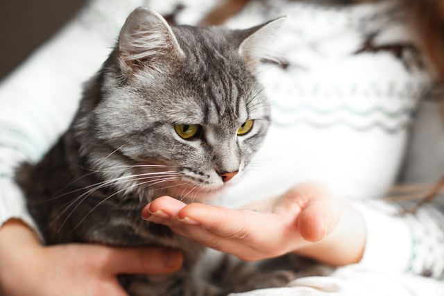Katt får kortisontablett av matte.