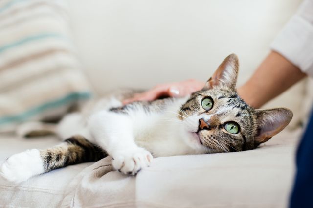 Katt med magkatarr blir klappad av sin ägare.