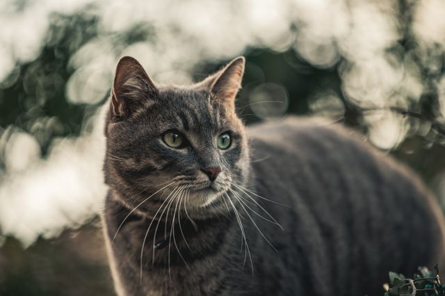 Grå katt ute