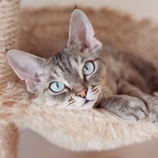 Kattungen ligger i klorestativet og slapper av.