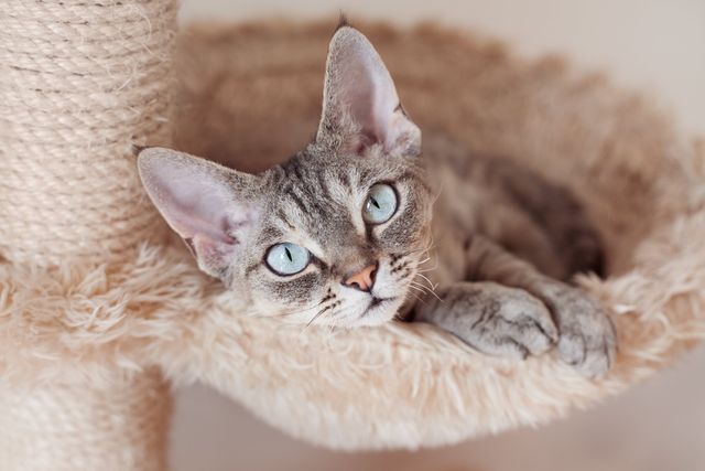 Devon rex kattunge