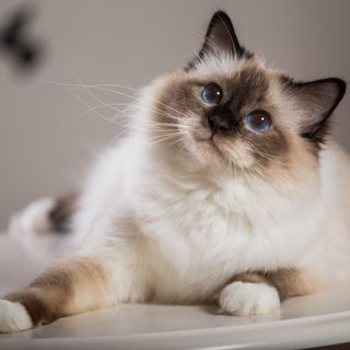 Katten ligger på bordet