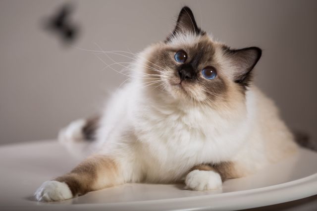 Katt med blå øyne