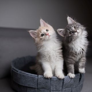 To kattunger titter opp.