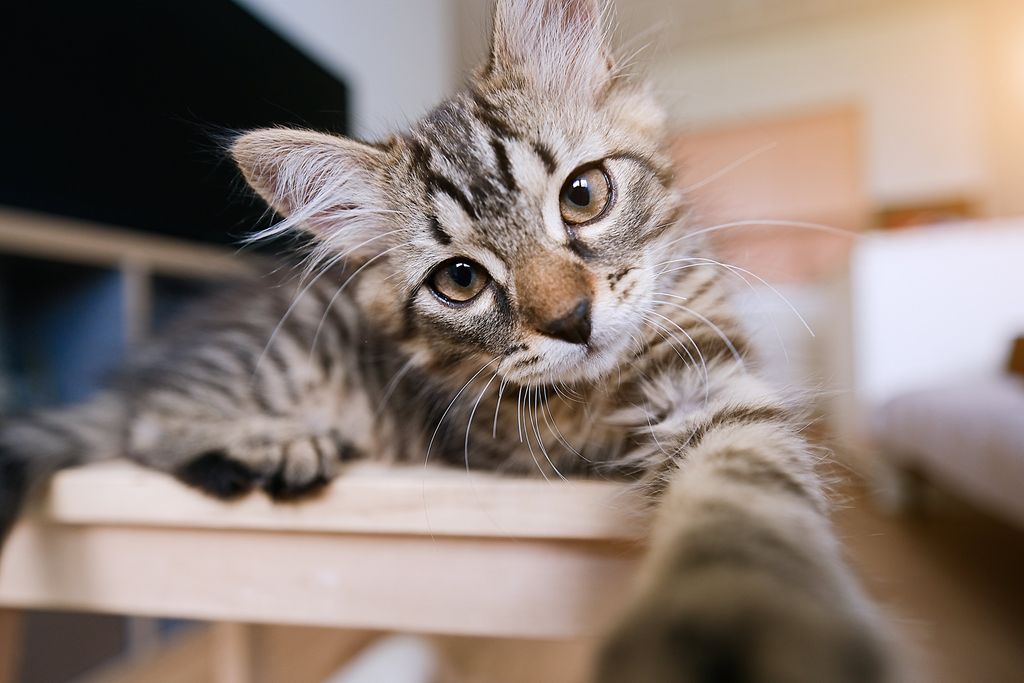 En kattunge ligger på et bord