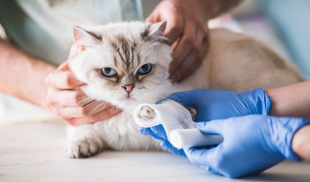 Katt får bandasje av veterinær.