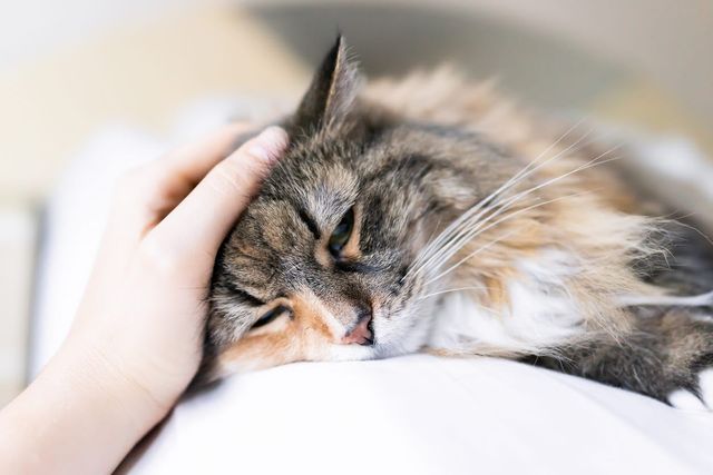 Katt med magsår blir ofta trött och vilar.