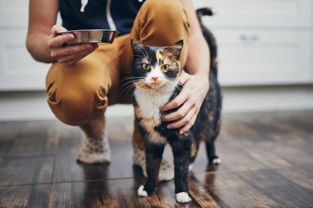 Katt som står ved siden av en person som sitter på huk