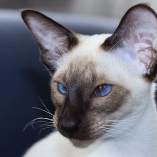Katten har lyseblå øyne og mørke markeringer i ansiktet.