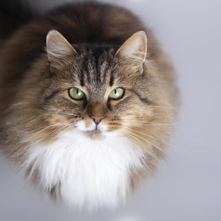Katten har en myk, hvit og brun pels og ser oppmerksomt oppover.