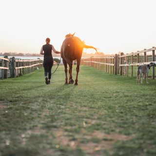 Hest og eier på leietur