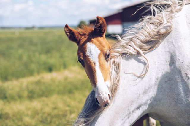 Føll og hvit hest