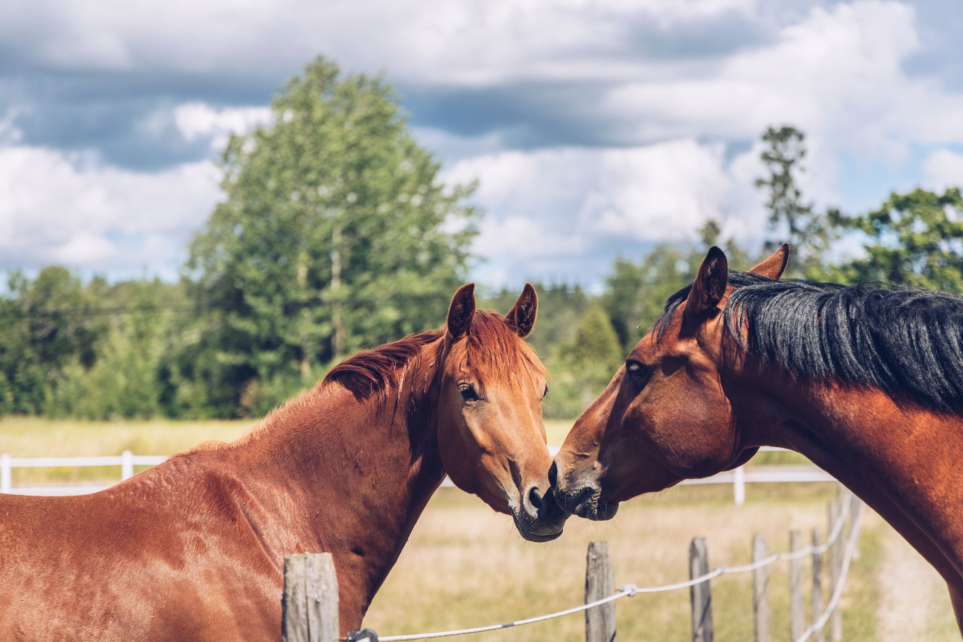To hester hilser på hverandre ute