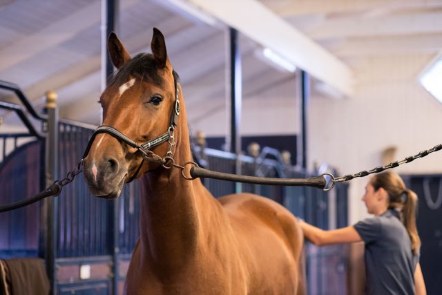 Hest blir børstet av en dame