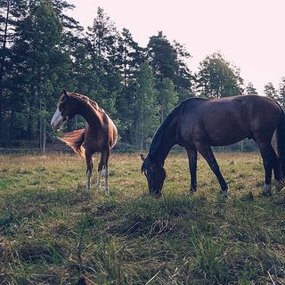 To hester ute på beite