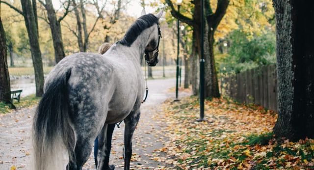 Hest som er ute i høstlandskap