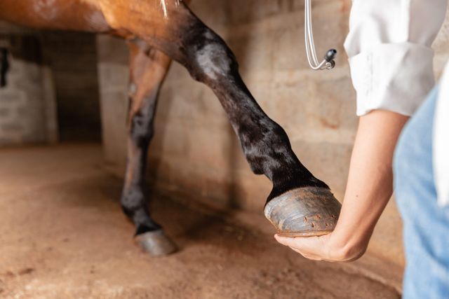 Veterinær som undersøker en hest